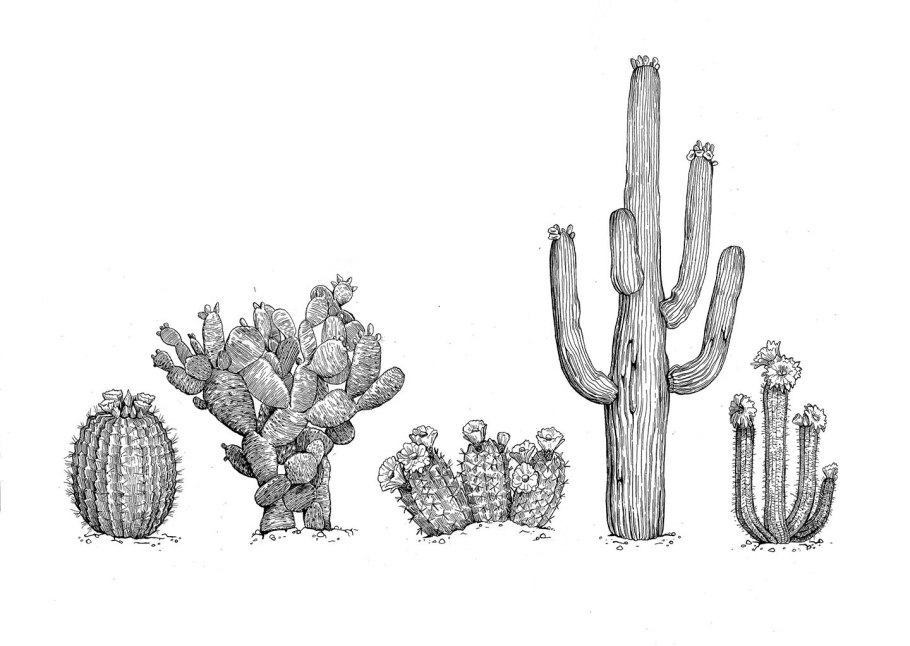 Корневая система кактуса