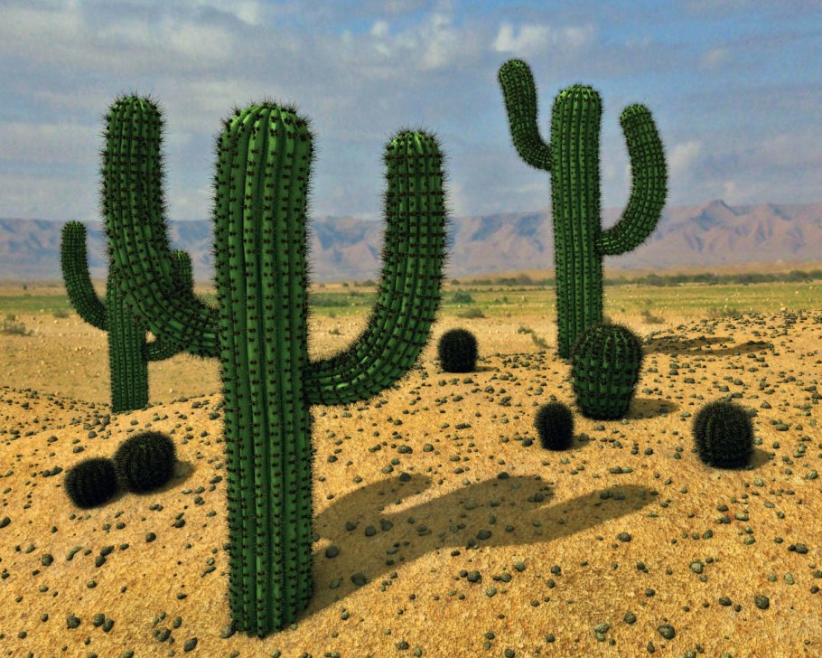 Вельвичия мирабилис