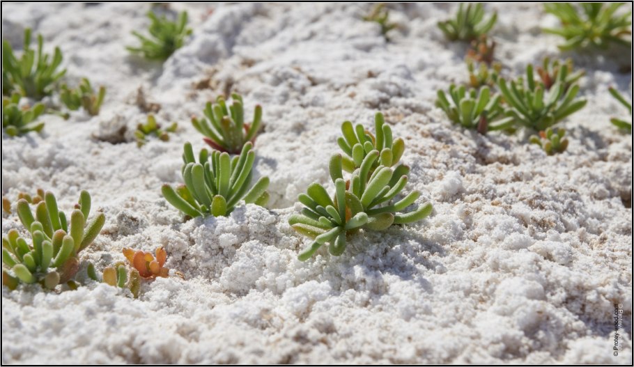 Животные и растения пустыни