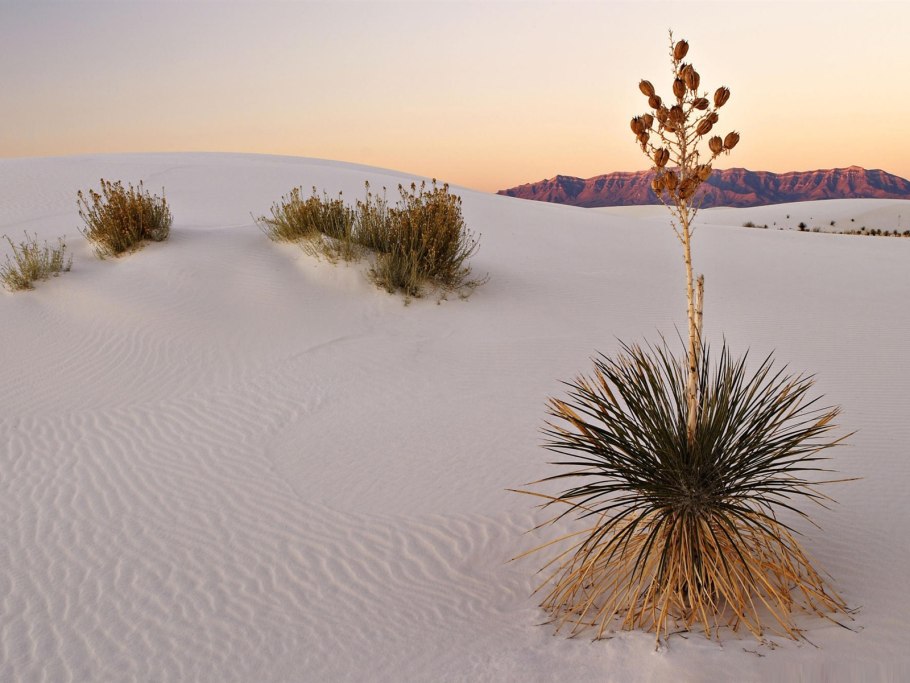 Анабазис солончаковый