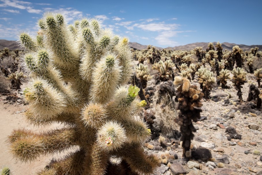 Тамариск ксерофит