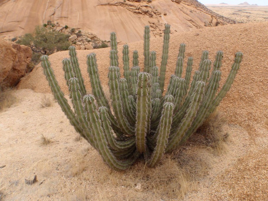 Кактус Чолла (Cholla)