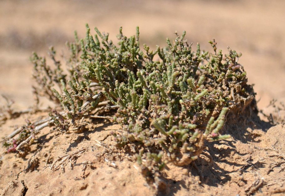 Ежовник Анабазис