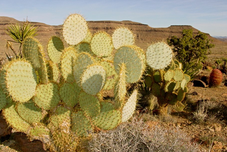 Растения пустыни названия