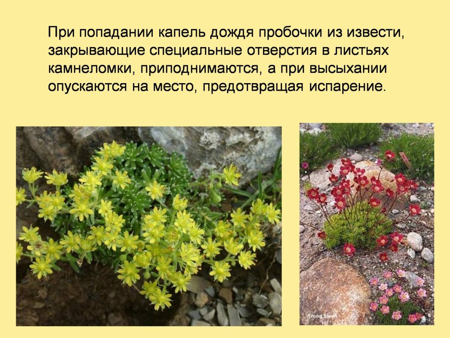 Тонколистные ксерофиты