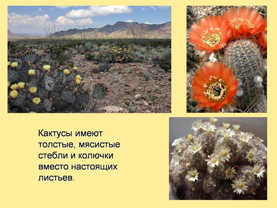 Пустынная Агава Мексика