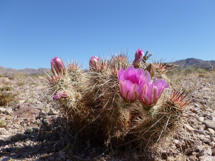 Сибирский Кактус