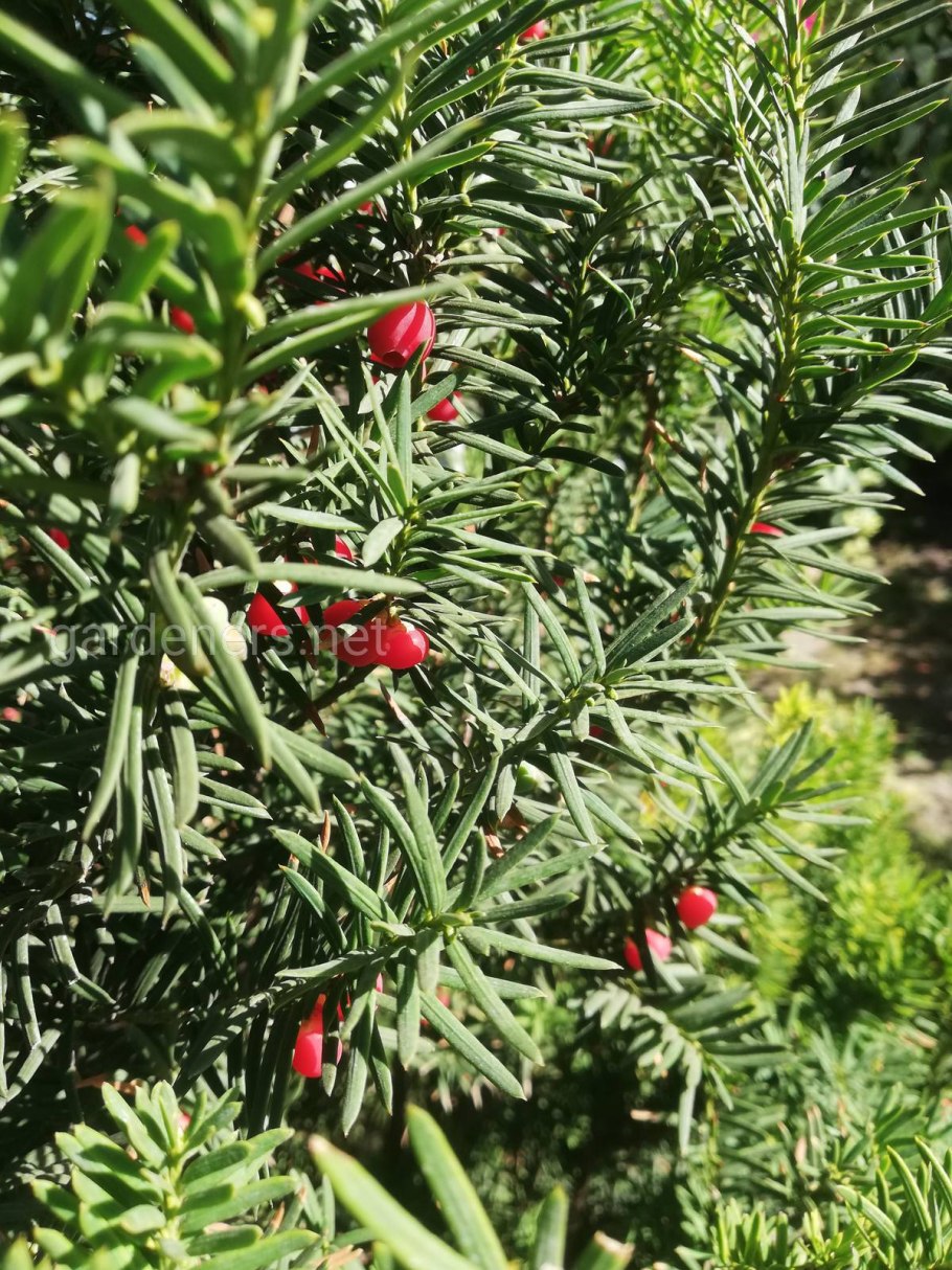 Тис ягодный купферголд