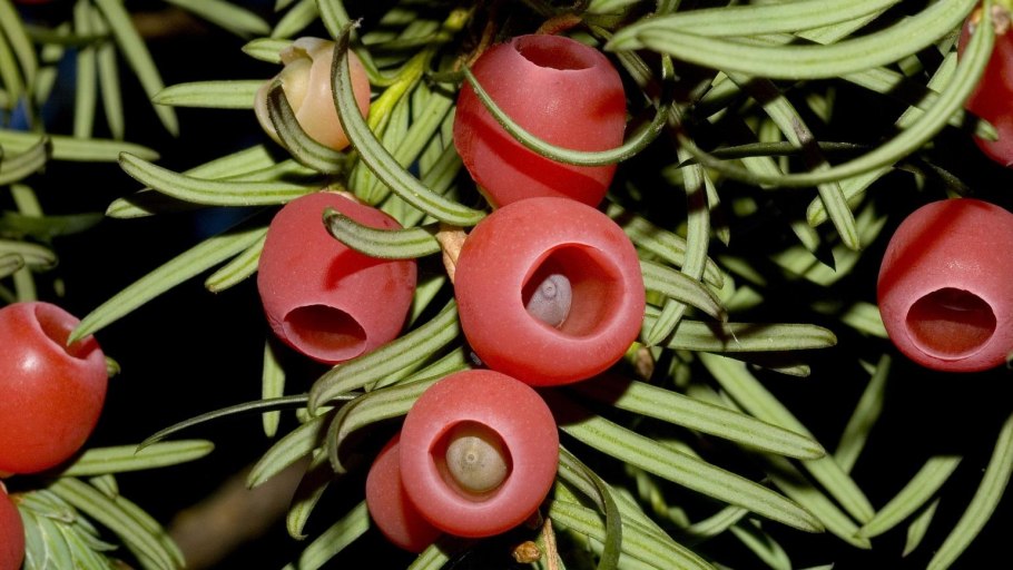 Тис Давид в ландшафтном