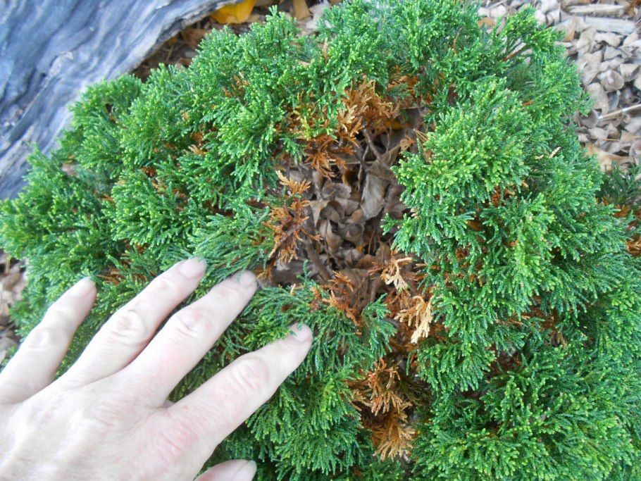 Тисс ягодный Элегантиссима