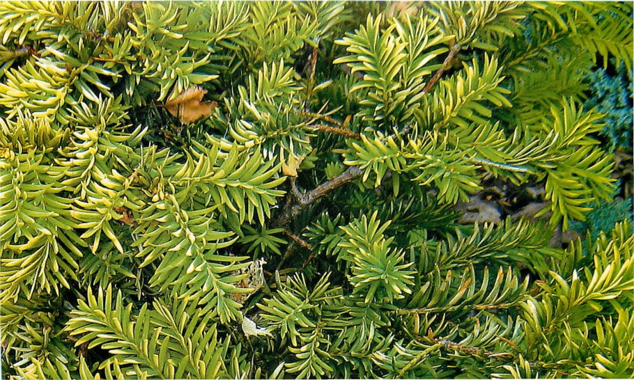 Тис ягодный Taxus baccata
