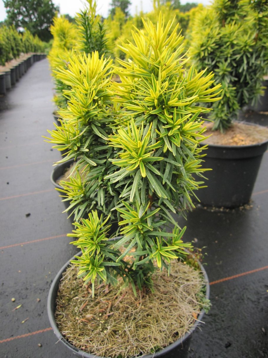 Тис ягодный Давид Taxus baccata David