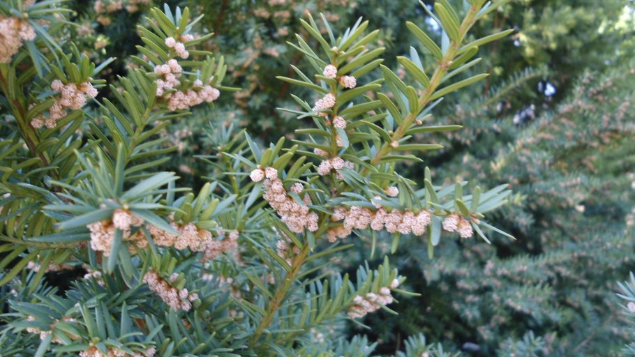 Taxus baccata 'kupfergold'