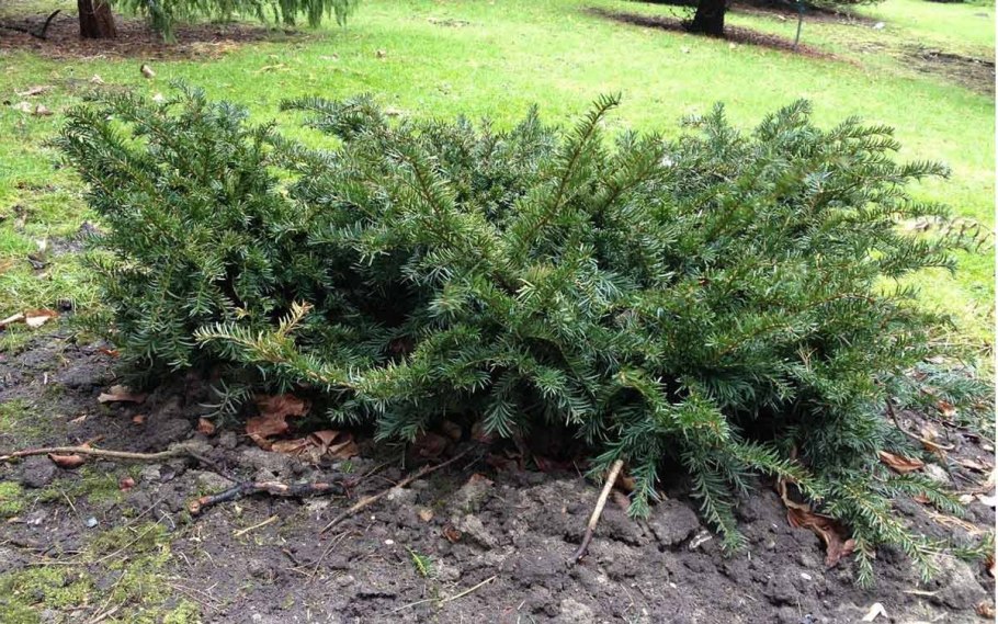 Taxus baccata Версаль
