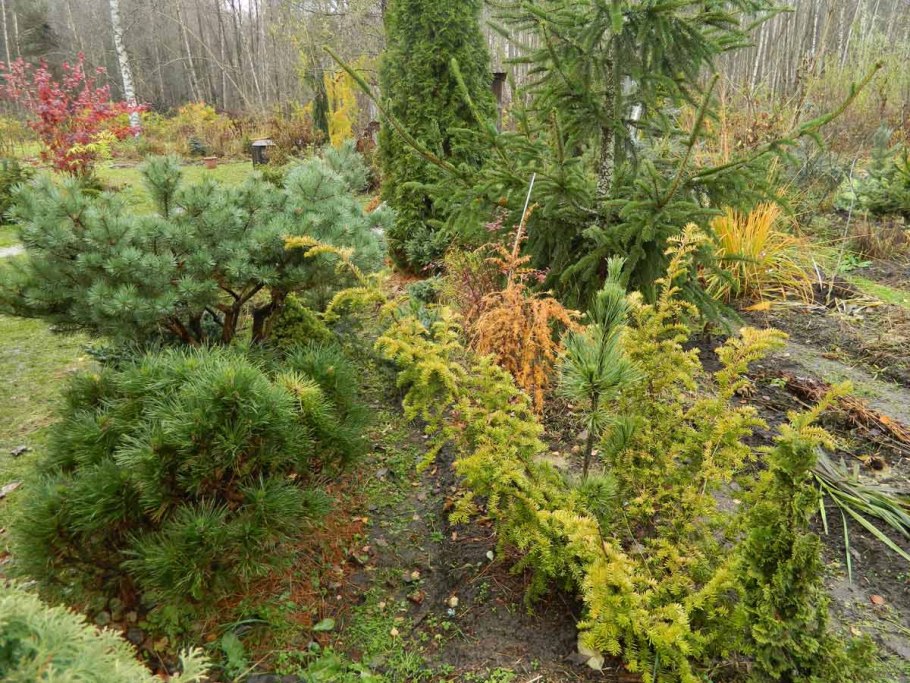 Снежное Шютте можжевельника