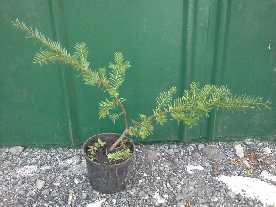 Тис ягодный Taxus baccata