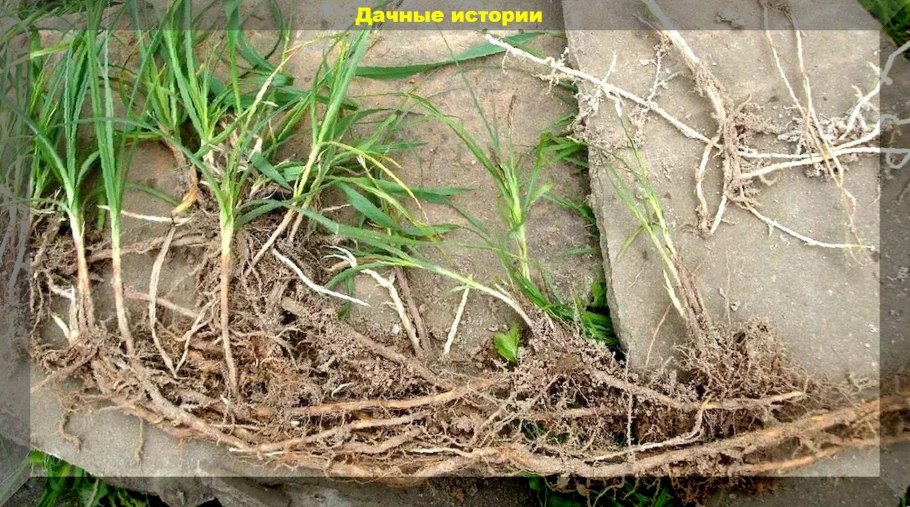 Пырей ползучий корень