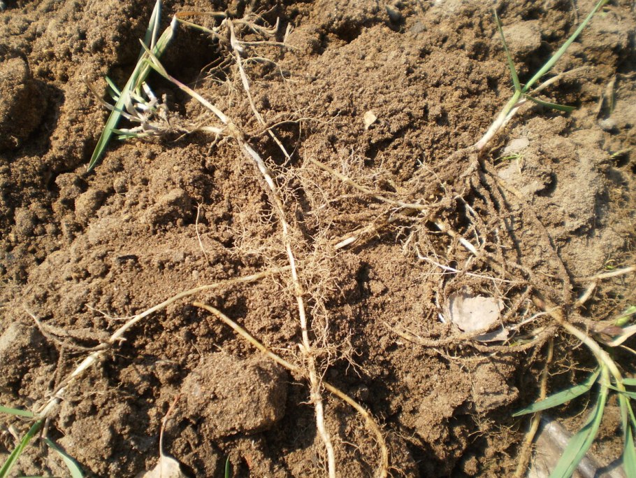 Огородный сорняк ползучий пырей