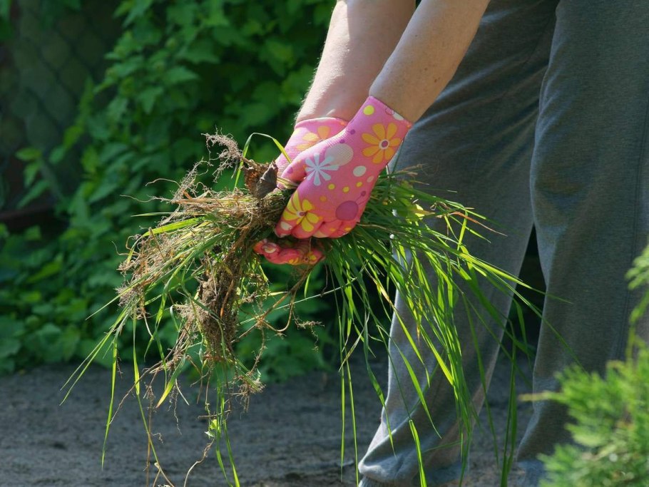 Борьба с сорняками на огороде