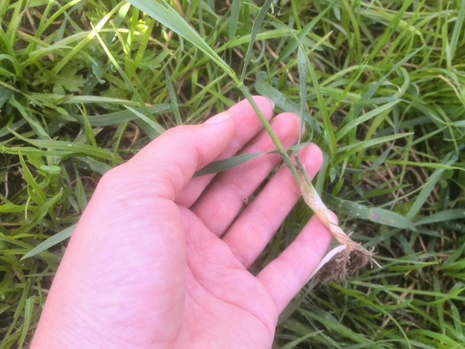 Осот молочай