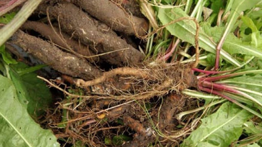 Травы культурные сорные лекарственные