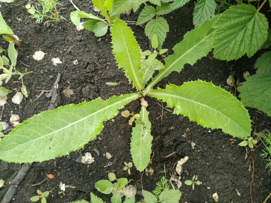 Мокрица трава