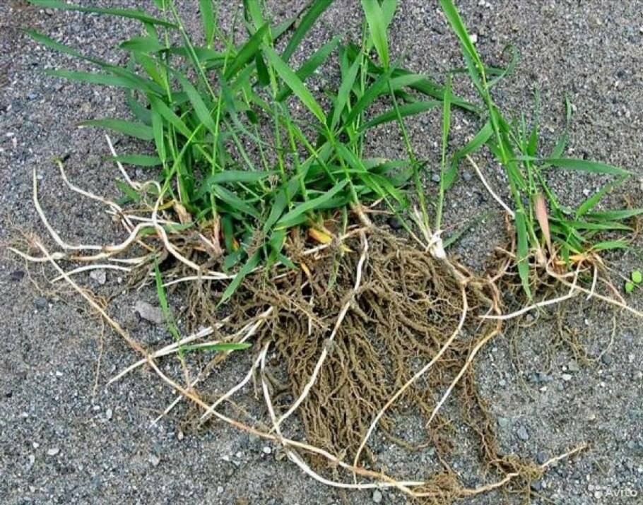 Огородный сорняк ползучий пырей