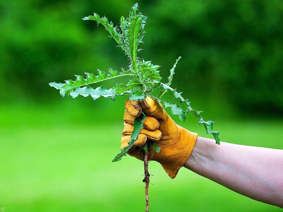 Полоть сорняки