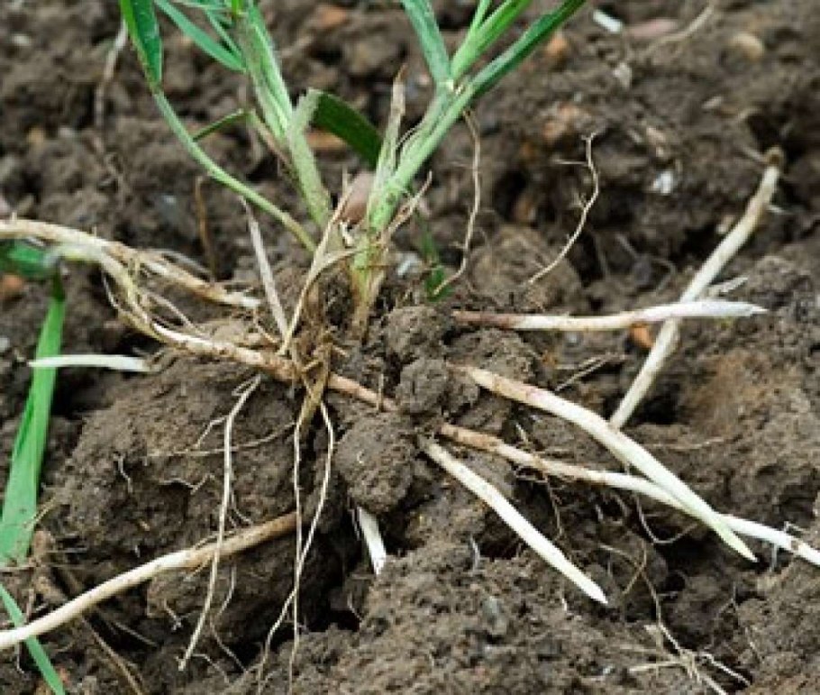 Корень сорняка пырея