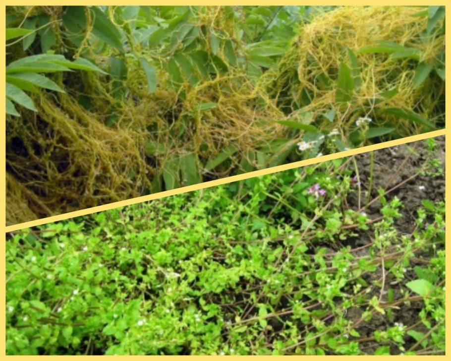 Сорняки на огороде