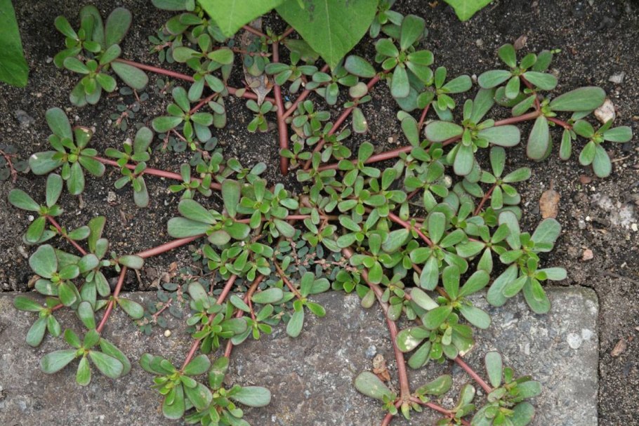 Молочай осот огородный