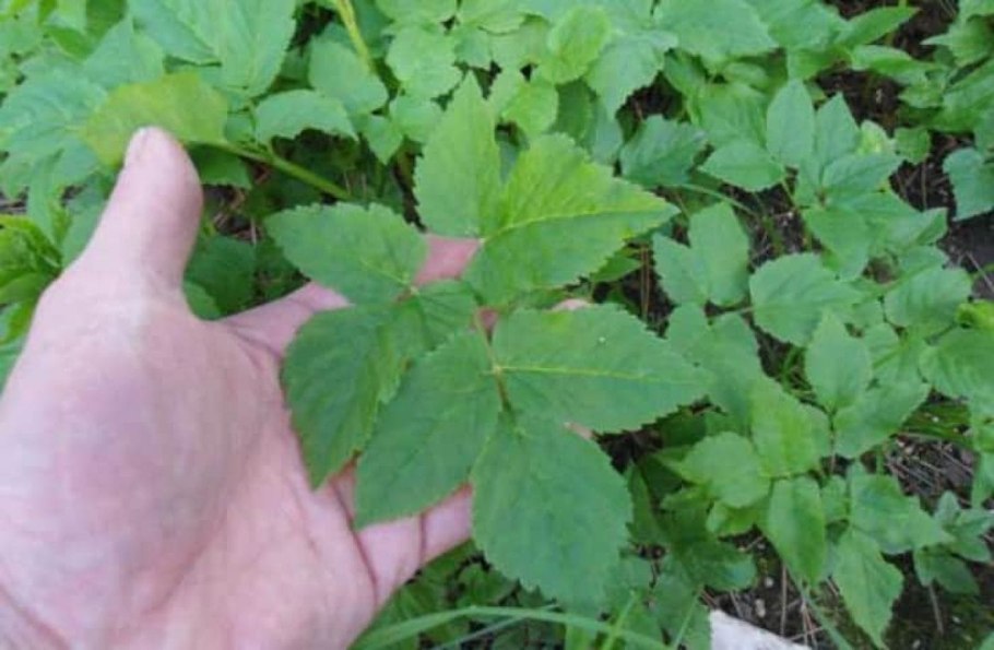 Сорняк сныть