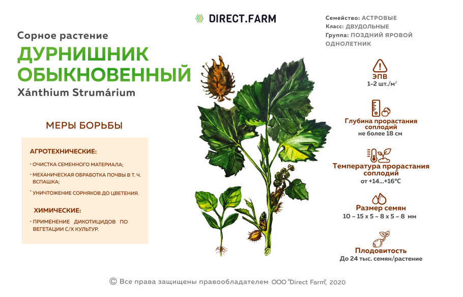 Дурнишник ботаника