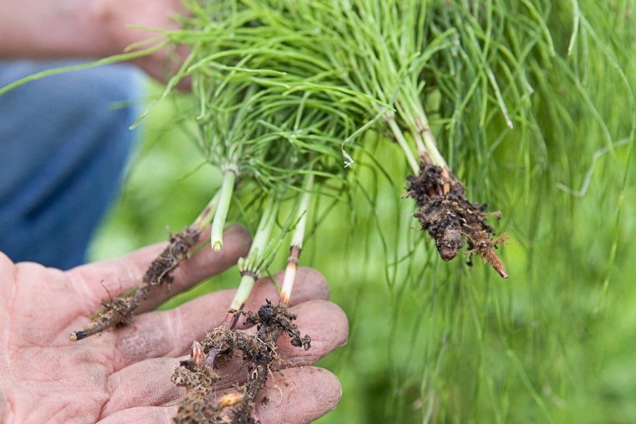 Сныть пырей осот