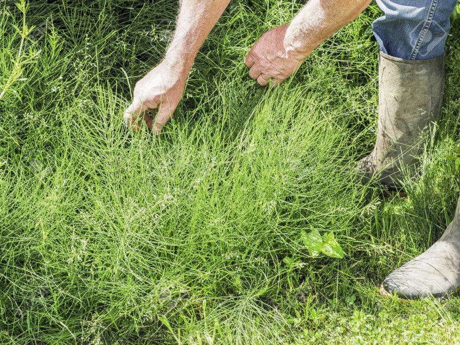 Плохая трава