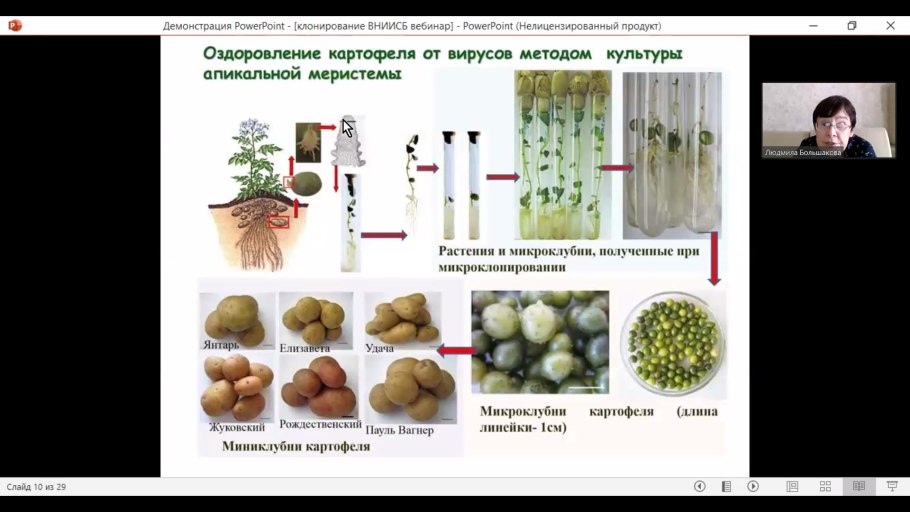 Стадии микроклонального размножения растений