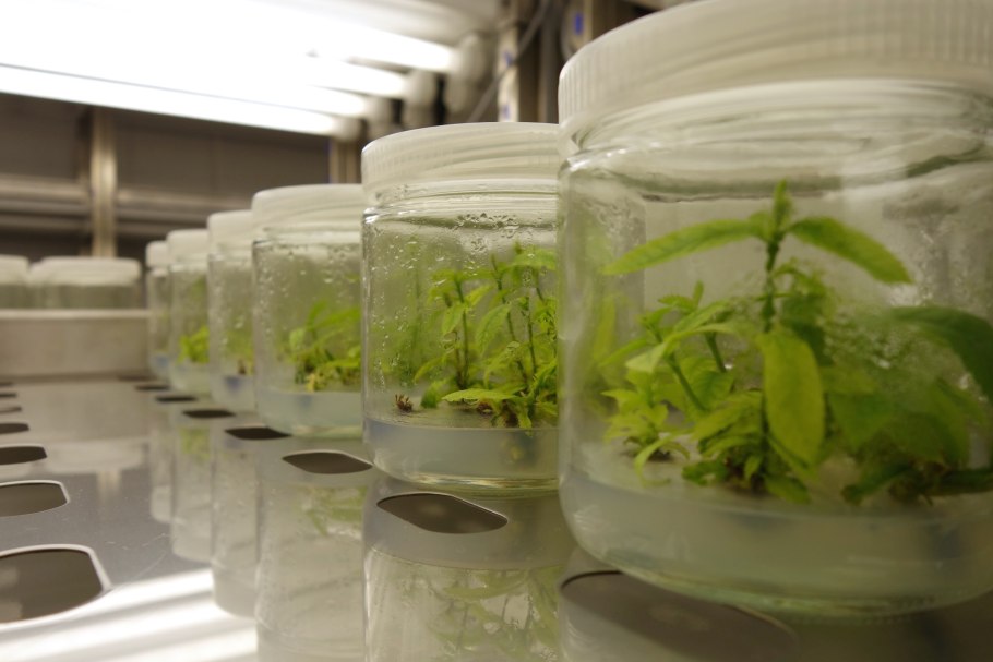 Культура "in vitro", глоксинии