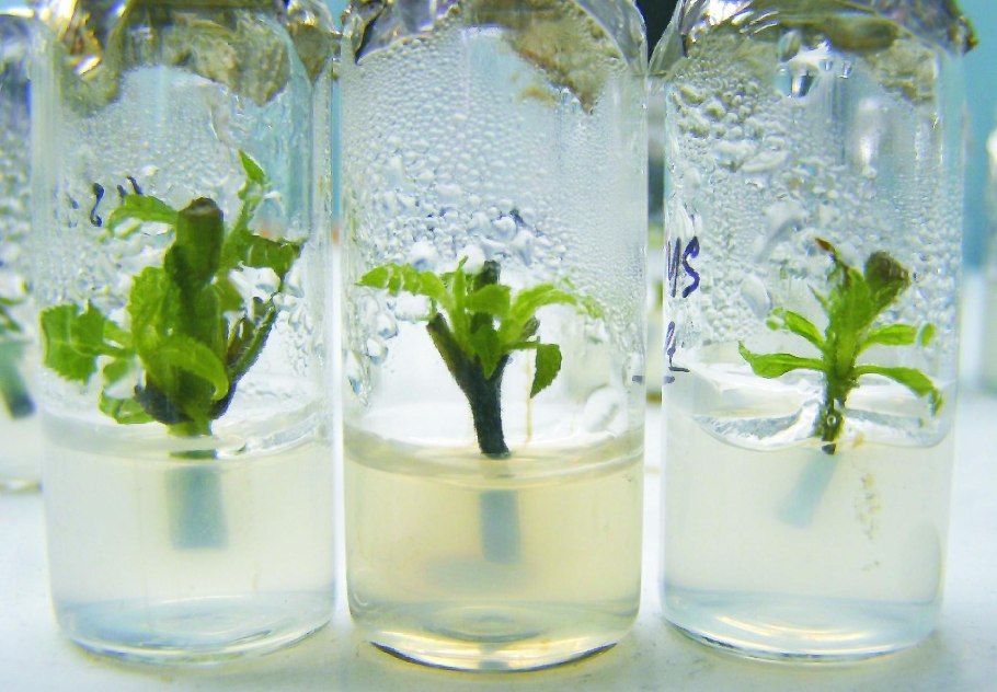 Микроклональное размножение in vitro