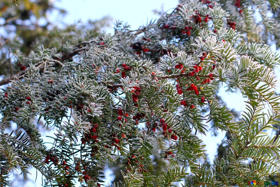 Тис ягодный зимой