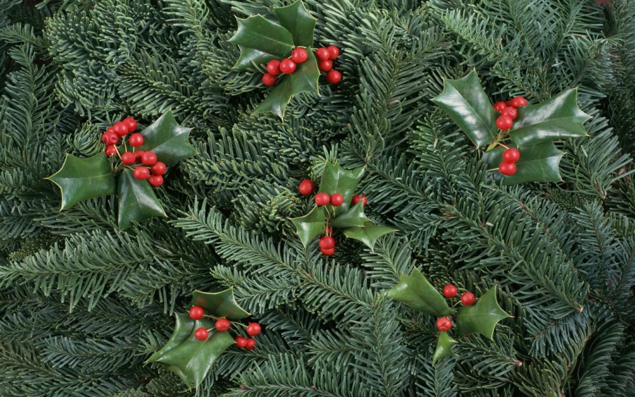 Растения Крыма тис ягодный