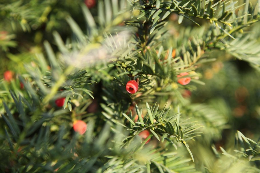 Тис ягодный среда обитания