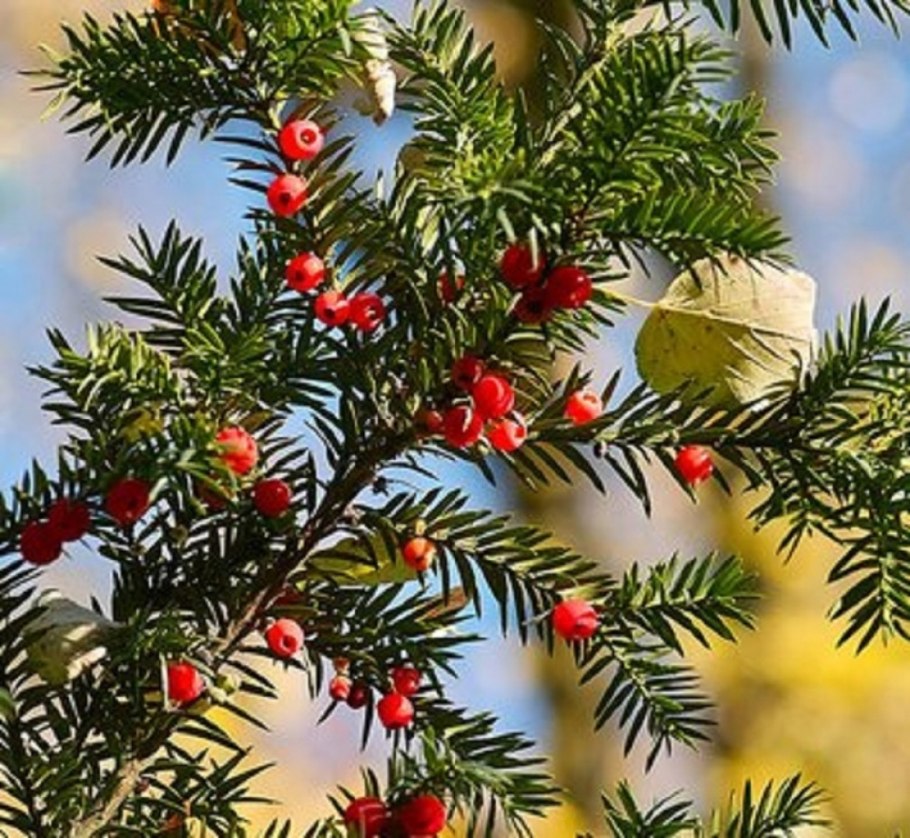 Crystal Trees пихта Осака заснеженная с ягодами и шишками 1.2