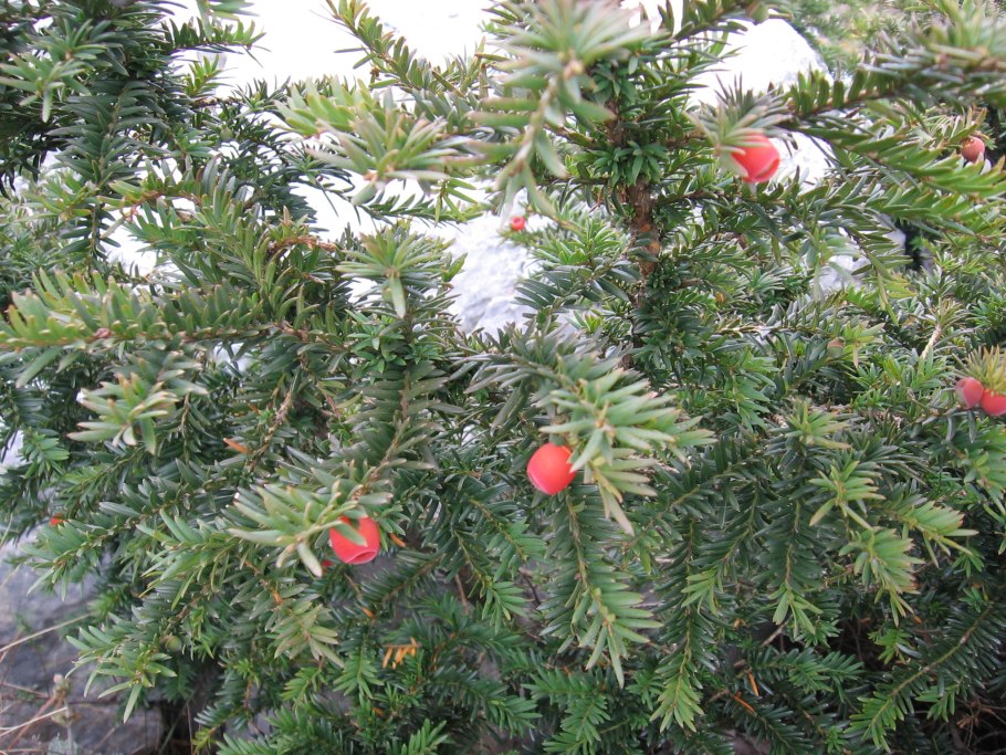 Тисс тис головчатый