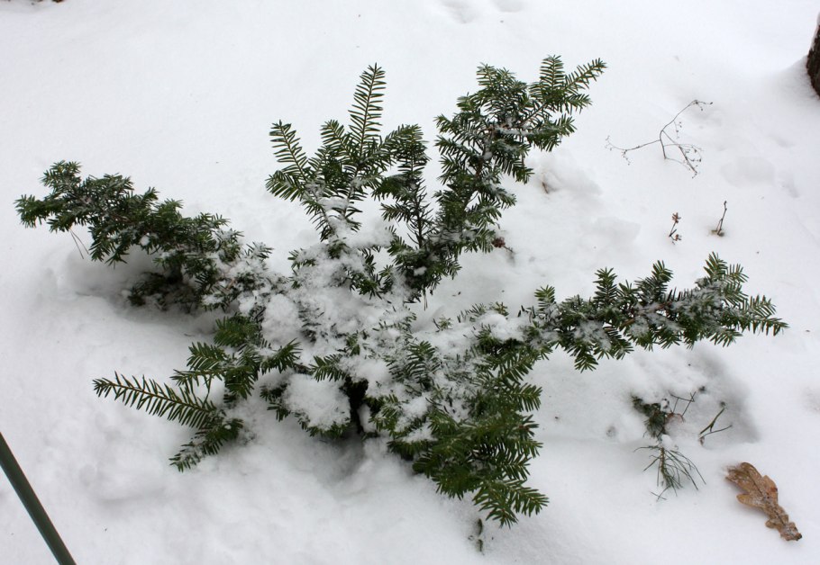 Тисс ягодный зимой