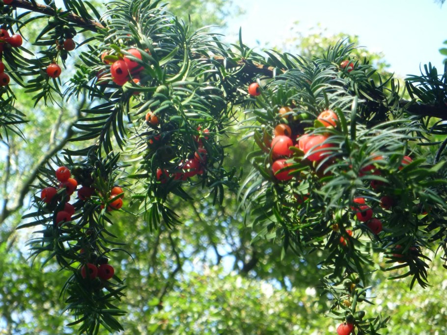 Тис ягодный Taxus baccata