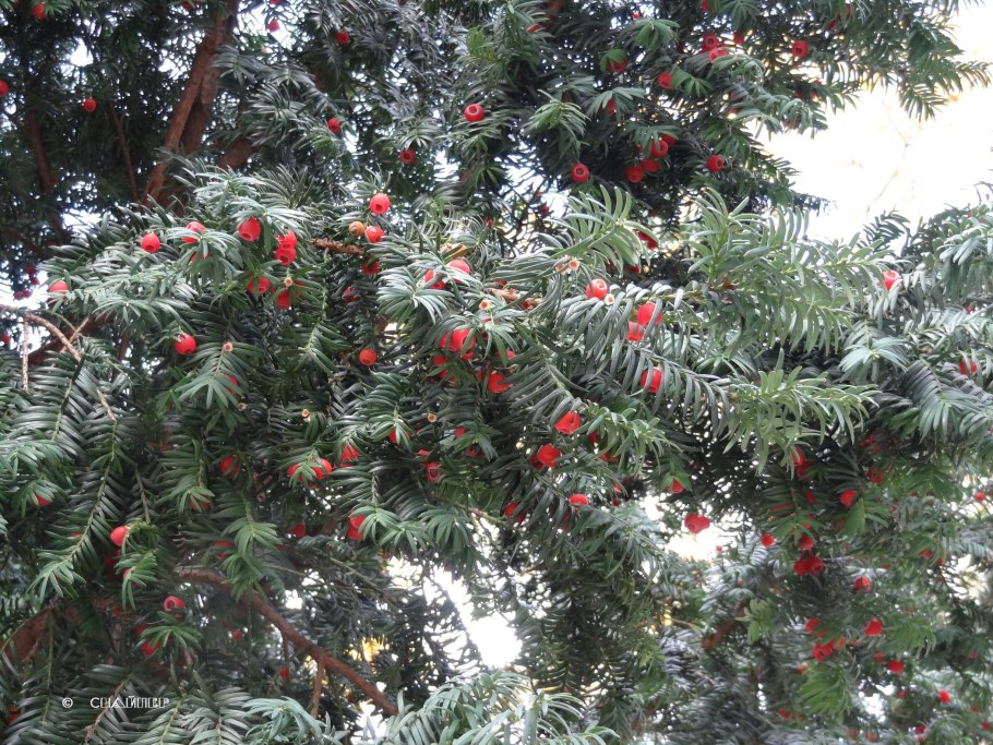 Тисс ягодный Элегантиссима