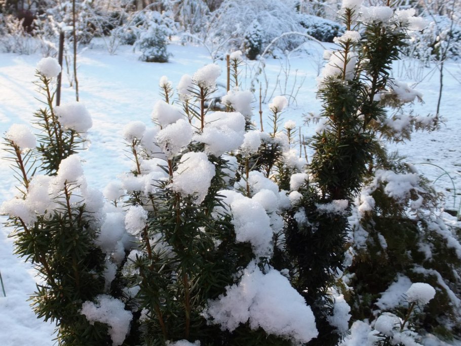 Заснеженный Тисс