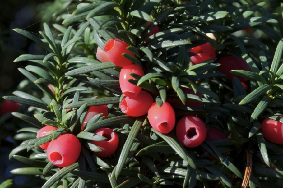 Тисс taxus baccata