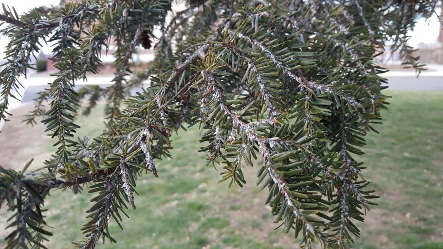 Тис остроконечный тис Дальневосточный