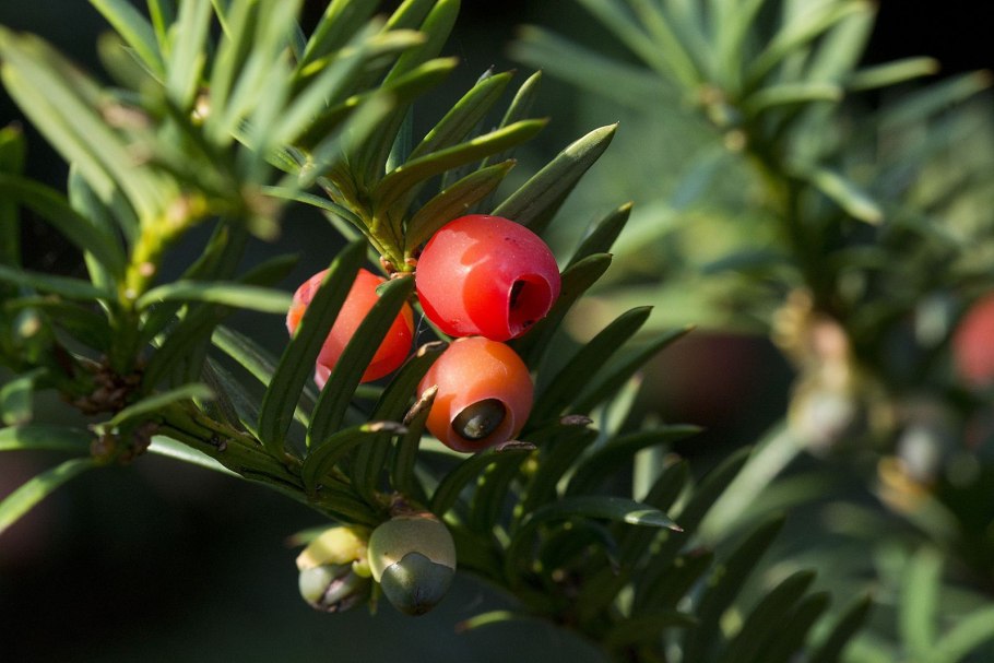 Тис дерево Taxus baccata